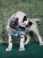 Mila aqua long coat, a female Dalmatian for sale in Cape May, NJ – 8 of 10