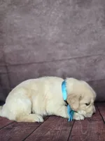 Golden aqua , a female Golden Retriever for sale in Cape May, NJ – 6 of 10