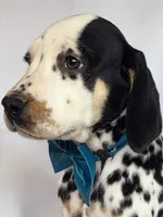 Zoomy aqua tri-color , a female Dalmatian for sale in Cape May, NJ – 2 of 10
