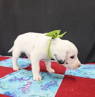 Opal green long coat, a male Dalmatian for sale in Cape May, NJ – 4 of 6