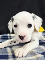 Dilly yellow, a female Dalmatian for sale in Cape May, NJ – 8 of 10