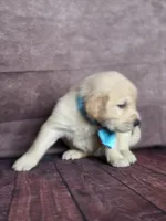 Golden aqua , a female Golden Retriever for sale in Cape May, NJ – 10 of 10