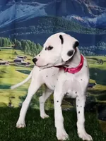 Aphrodite hot pink LUA , a female Dalmatian for sale in Cape May, NJ – 9 of 10