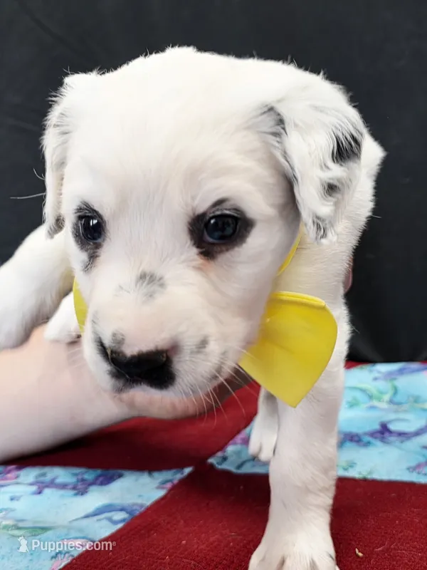 Opal yellow long coat – Dalmatian puppy for sale in Cape May, NJ