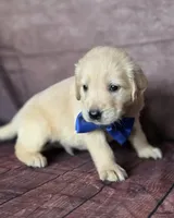 Golden blue, a male Golden Retriever for sale in Cape May, NJ – 7 of 10