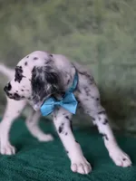 Mila aqua long coat, a female Dalmatian for sale in Cape May, NJ – 7 of 10