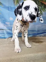 Fraidy green LUA , a male Dalmatian for sale in Cape May, NJ – 10 of 10