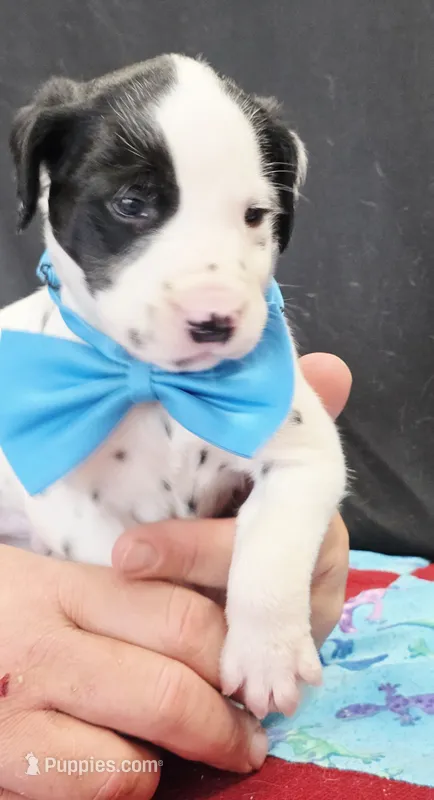 Opal blue fluff – Dalmatian puppy for sale in Cape May, NJ