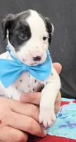 Opal blue fluff, a male Dalmatian for sale in Cape May, NJ – 1 of 9