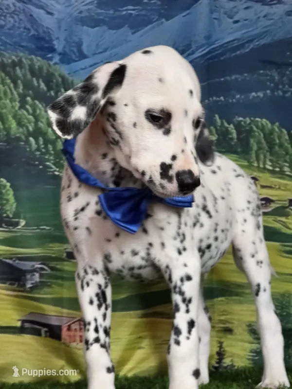 Aphrodite blue LUA  – Dalmatian puppy for sale in Cape May, NJ