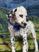 Aphrodite blue LUA , a male Dalmatian for sale in Cape May, NJ – 1 of 10