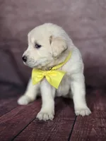Golden yellow, a female Golden Retriever for sale in Cape May, NJ – 2 of 10