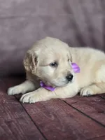 Golden purple, a female Golden Retriever for sale in Cape May, NJ – 6 of 10