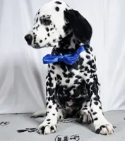 Zoomy blue , a male Dalmatian for sale in Cape May, NJ – 10 of 10