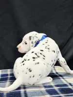 Dilly blue, a male Dalmatian for sale in Cape May, NJ – 10 of 10