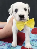 Opal yellow long coat, a female Dalmatian for sale in Cape May, NJ – 5 of 8