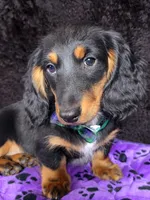 Mini dash green, a male Miniature Dachshund for sale in Cape May, NJ – Photo 7 of 8