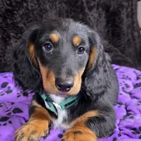 Mini dash green, a male Miniature Dachshund for sale in Cape May, NJ – Photo 8 of 8