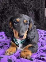 Mini dash green, a male Miniature Dachshund for sale in Cape May, NJ – Photo 8 of 8