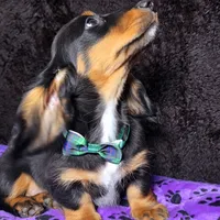 Mini dash green, a male Miniature Dachshund for sale in Cape May, NJ – Photo 1 of 8