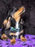 Mini dash green, a male Miniature Dachshund for sale in Cape May, NJ – Photo 1 of 8