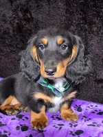 Mini dash green, a male Miniature Dachshund for sale in Cape May, NJ – Photo 6 of 8