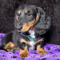 Mini dash green, a male Miniature Dachshund for sale in Cape May, NJ – Photo 3 of 8