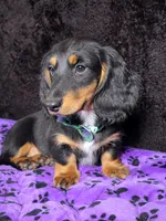 Mini dash green, a male Miniature Dachshund for sale in Cape May, NJ – Photo 3 of 8