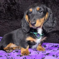 Mini dash green, a male Miniature Dachshund for sale in Cape May, NJ – Photo 5 of 8