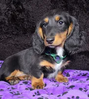 Mini dash green, a male Miniature Dachshund for sale in Cape May, NJ – Photo 5 of 8