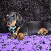 Mini dash green, a male Miniature Dachshund for sale in Cape May, NJ – Photo 4 of 8