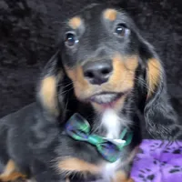 Mini dash green, a male Miniature Dachshund for sale in Cape May, NJ – Photo 2 of 8