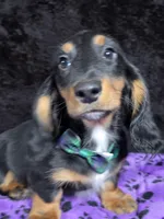 Mini dash green, a male Miniature Dachshund for sale in Cape May, NJ – Photo 2 of 8