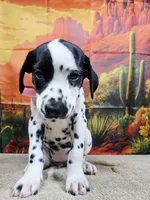 Carmella pink, a female Dalmatian for sale in Cape May, NJ – 7 of 10