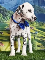 Aphrodite blue LUA , a male Dalmatian for sale in Cape May, NJ – 9 of 10