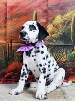 Carmella purple , a female Dalmatian for sale in Cape May, NJ – 8 of 10
