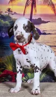 Karma red , a male Dalmatian for sale in Cape May, NJ – 8 of 10