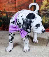 Carmella purple , a female Dalmatian for sale in Cape May, NJ – 4 of 10