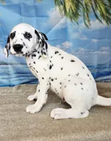 Fraidy green LUA , a male Dalmatian for sale in Cape May, NJ – 4 of 10