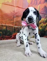 Carmella pink, a female Dalmatian for sale in Cape May, NJ – 8 of 10