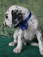 Mila blue , a male Dalmatian for sale in Cape May, NJ – 3 of 10