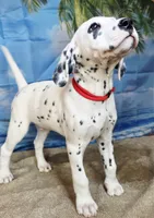 Fraidy red LUA, a male Dalmatian for sale in Cape May, NJ – 3 of 9
