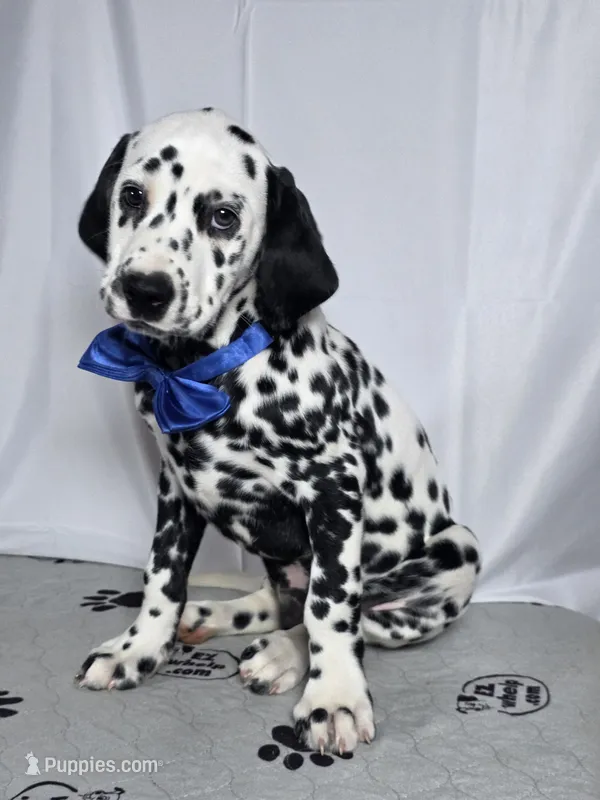 Zoomy blue  – Dalmatian puppy for sale in Cape May, NJ