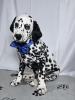 Zoomy blue , a male Dalmatian for sale in Cape May, NJ – 1 of 10