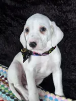 Quaker Lemon male, a male Dalmatian for sale in Cape May, NJ – Photo 8 of 10