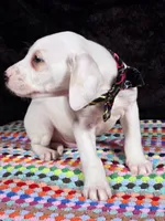 Quaker Lemon male, a male Dalmatian for sale in Cape May, NJ – Photo 3 of 10