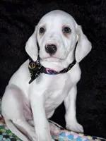 Quaker Lemon male, a male Dalmatian for sale in Cape May, NJ – Photo 5 of 10