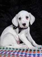 Quaker Lemon male, a male Dalmatian for sale in Cape May, NJ – Photo 7 of 10