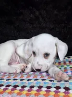 Quaker Lemon male, a male Dalmatian for sale in Cape May, NJ – Photo 4 of 10