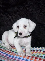 Quaker Lemon male, a male Dalmatian for sale in Cape May, NJ – Photo 6 of 10